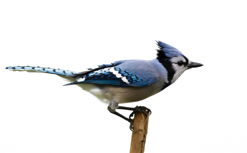 animal, no people, vertebrate, Animals, day, perching, blue, outdoors, clear sky, bluejay, animal themes, one animal, sky, 4K, white, animal wildlife