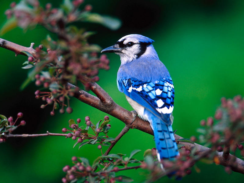 beauty in nature, perching, full length, blue, no people, animal wildlife, day, nature, animal themes, plant, vertebrate, one animal, 2K, passaro, outdoors