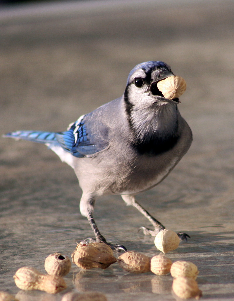 full length, animals in the wild, wood - material, 1080P, one animal, peanut - food, close-up, eating, nut, no people, focus on foreground, vertebrate