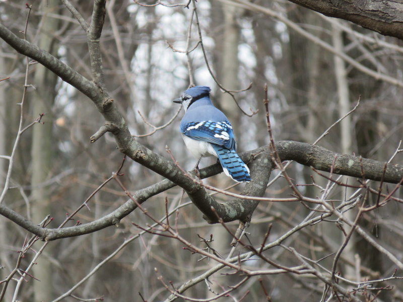 blue jay, nature, daytime, plant, beauty in nature, kingfisher, bare tree, woods, one animal, blue, animal themes, no people, jay, day, focus on foreground