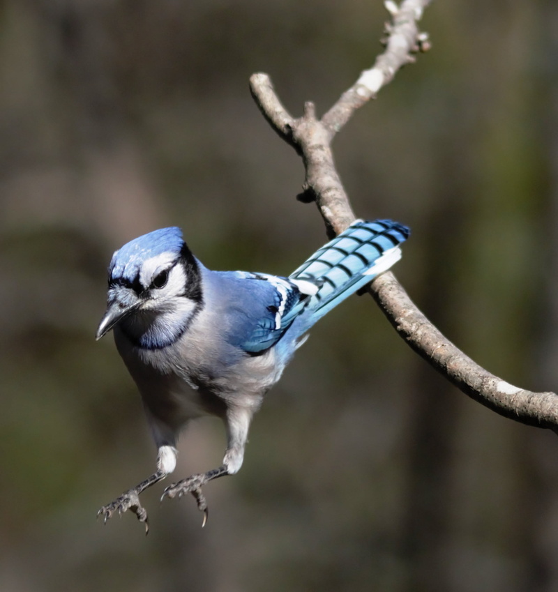 colorful, nature, outdoors, birdwatching, focus on foreground, animals In The Wild, 1080P, blue, plant, bird, animal, twig, no people, close-up, blue-jay