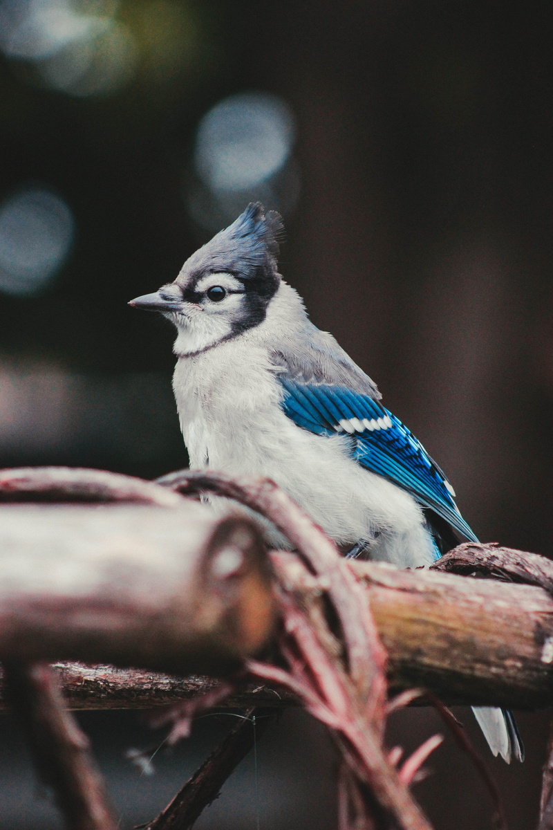 selective focus, jay, bird, bare, animal wildlife, blue, no people, blue bird, standing, day, sharp, branch, outdoors, plant, close-up, nature, white, blurred