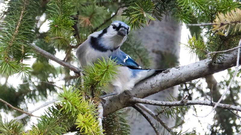 alberta, plant, blue, tree, bird, animal wildlife, beauty in nature, 2K, animal themes, nature, animal, branch, vertebrate, sky, day, focus on foreground