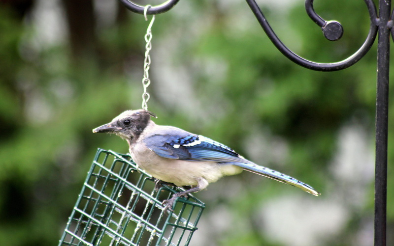 full length, 4K, animal wildlife, outdoors, tree, metal, animal themes, animals in the wild, bird, blue, bluejay, close-up, day, songbird, animal, juvenile bird
