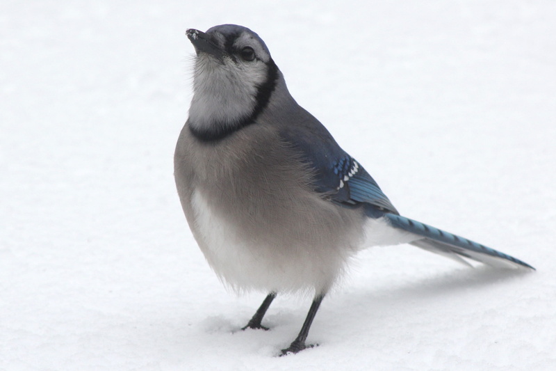 perched, birding, cyanocitta, no people, cold, Blue Jay, songbird, plumage, ice, full length, wings, Blue Bird, animal wildlife, birdwatching, white color