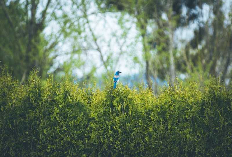 meadow, tree, daytime, blue, bush, day, animal wildlife, bird, standing, animal, green Color, shrub, one Person, perching, agriculture, 4K, no people