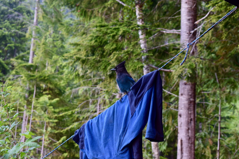 nature, princess louisa inlet, bird, bluejay, blue, rear view, campsite, animals in the wild, day, animal wildlife, vertebrate, outdoors, forest, one animal