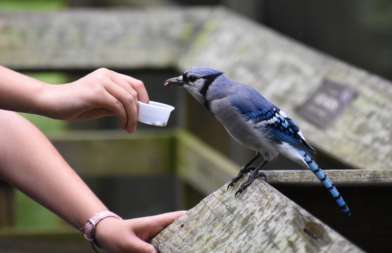 human hand, bluejay, day, body part, wood - material, feeding, nature, outdoors, 4K, animals in the wild, blue jay, animal wildlife, vertebrate, human limb