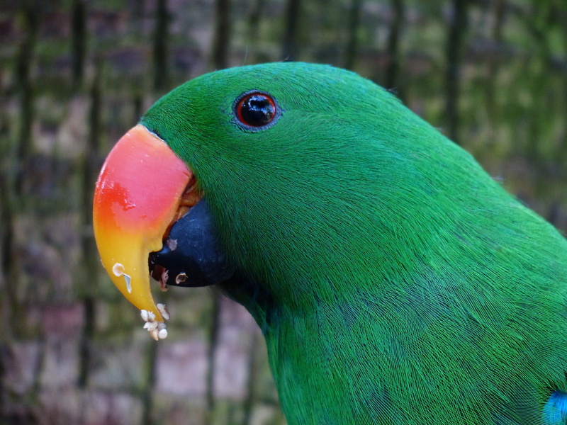 eating, day, animal wildlife, green color, animal body part, animal eye, multi colored, food, bird, eclectus roratus riedeli, vertebrate, animal, eclectus roratus