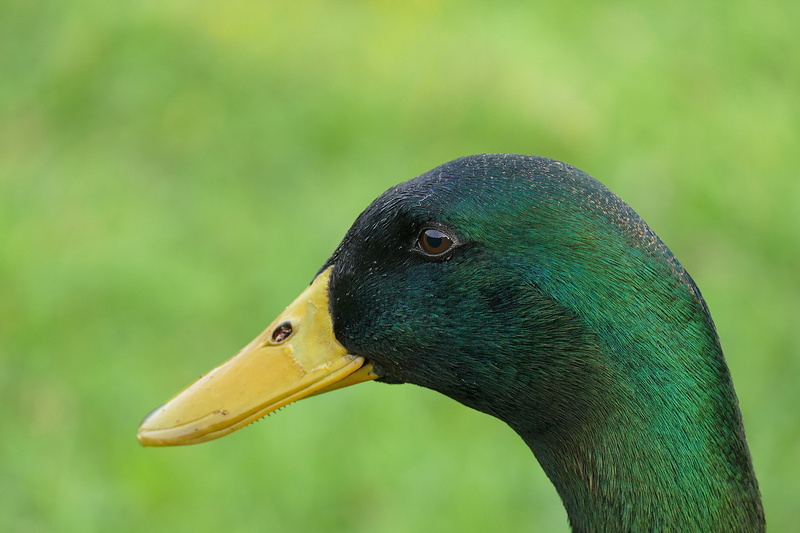 black, animal neck, no people, focus on foreground, beack, one animal, animal photography, yellow, animals in the wild, outdoors, nature, bird, macro, green