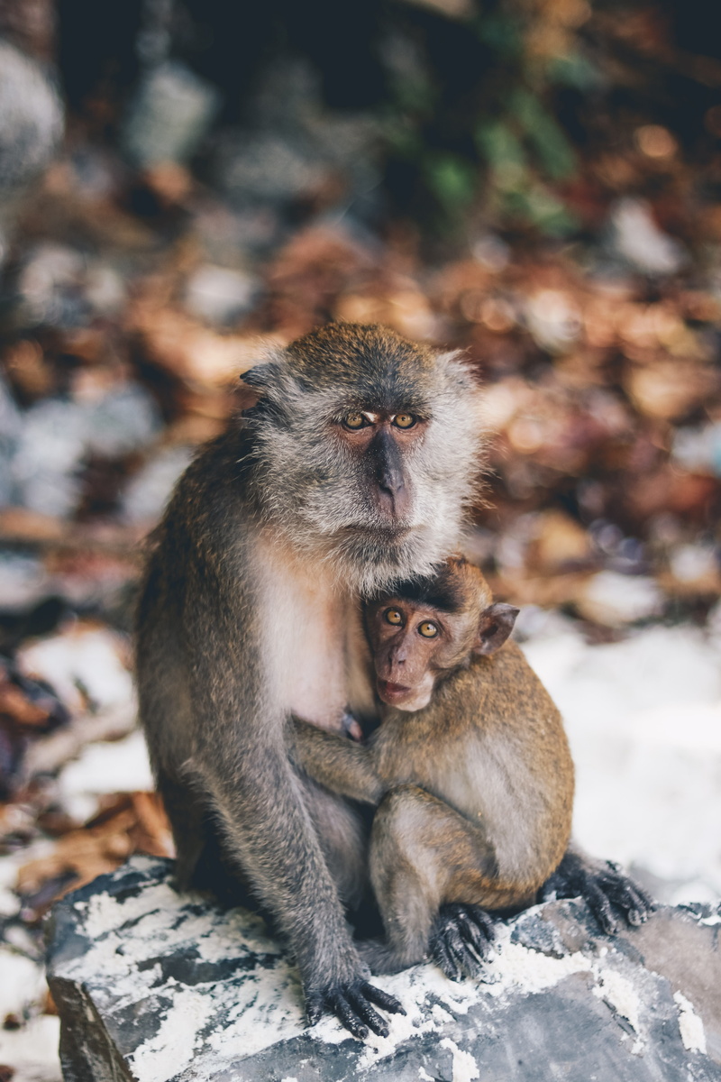 two animals, animal, trees, island, black, wild, phi phi, outdoors, solid, primate, rock, ape, wildness, kid, mammal, thailand, monkey beack, beach, day