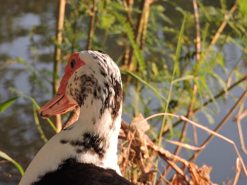 focus on foreground, animal wildlife, spotted, Head, no people, animals in the wild, poultry, profile view, Duck, close-up, one animal, animal body part