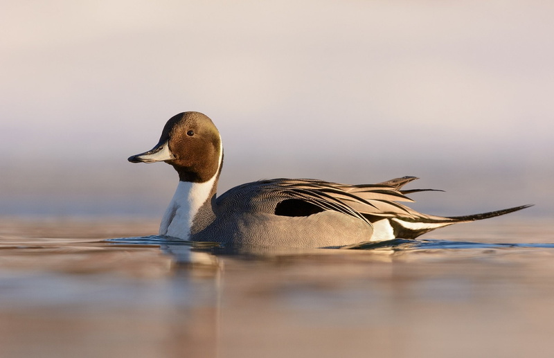 Bird, Duck, 1080P, Northern Pintail, Birds