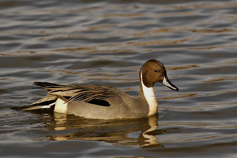 water, grey, water Bird, 720P, feather, duck, wildlife, northern, beak, calm, ducks, animals In The Wild, lake, nature, animal, pond, bird, grey duck