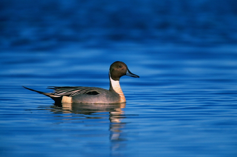 1080P, gray, duck, portrait, mallard, wildlife, animal wildlife, vertebrate, lake, body, waterfowl, northern pintail duck, wild, drake, animals in the wild