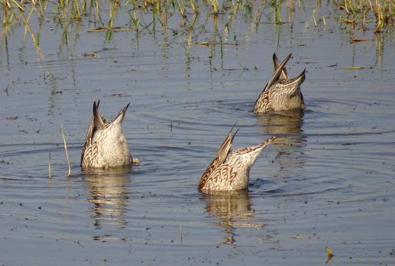 waterfront, two animals, fauna, vertebrate, animals in the wild, animal themes, no people, lake, animal wildlife, diu, northern pintail, female, group of animals