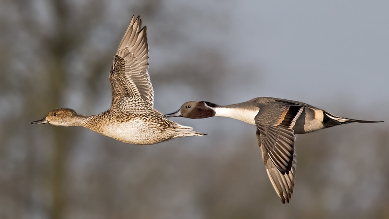 animal, flying, outdoors, focus on foreground, day, wings, mid-air, vertebrate, no people, group of animals, Pintail, animal wildlife, birds, spread wings