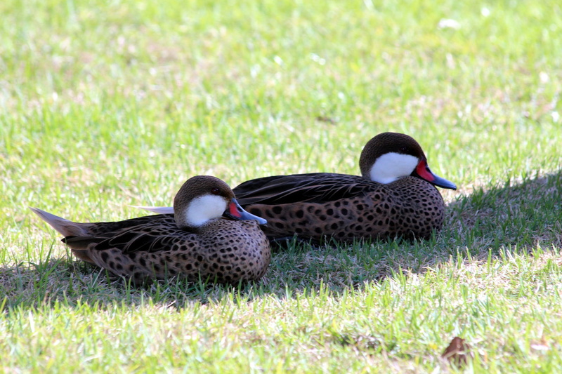 field, white-cheeked pintail, water bird, animal themes, barnacle pintail, animal, animals in the wild, feathered race, day, not man, animal wildlife, plant