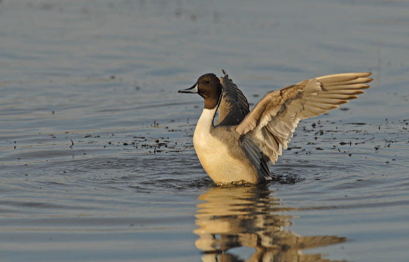 wildlife, water bird, male, day, vertebrate, waterfront, spread wings, plumage, swimming, portrait, outdoors, beauty in nature, 1080P, animal wildlife