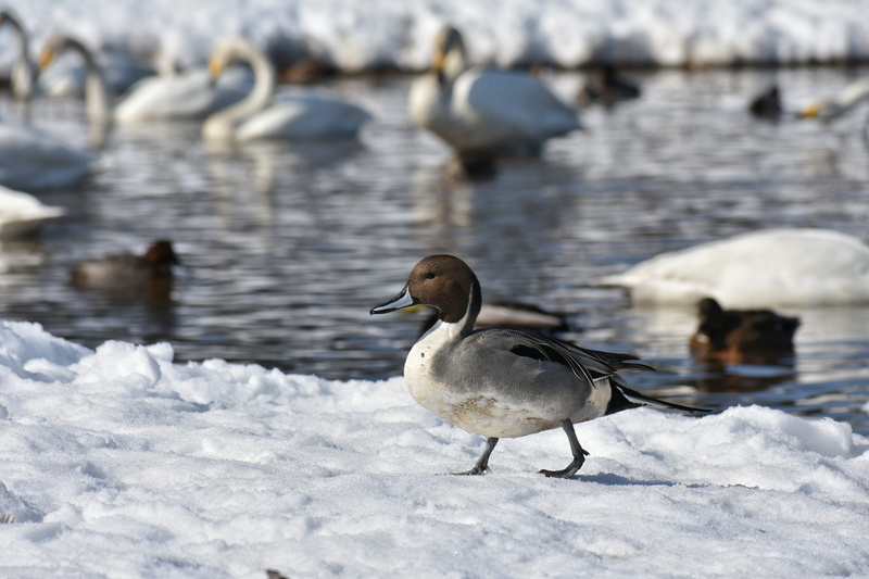 pintail, group of animals, no people, winter, wild birds, waterside, beauty in nature, waterfowl, animal themes, duck, cold, water, ice, nature, cold temperature