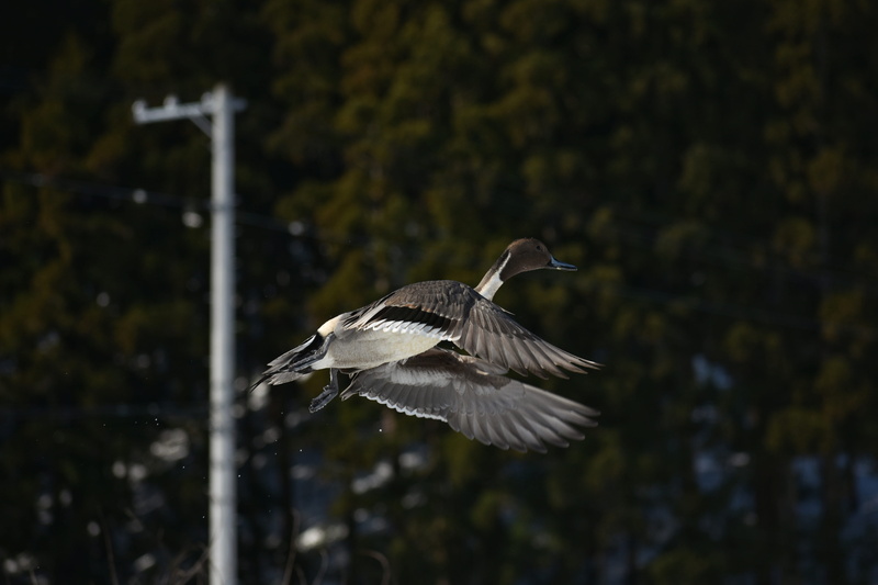 spread wings, seasonal, landscape, wild birds, focus on foreground, animal wildlife, animal themes, side view, animals in the wild, flight, fields, nature