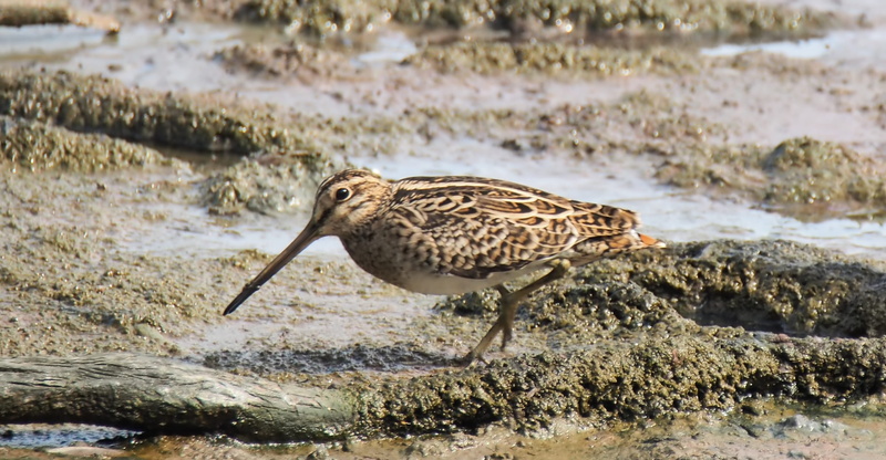 wildlife, beach, animal, marsh, poultry, day, water, species, lake, mallard duck, duck, lakeshore, vertebrate, animals in the wild, migratory, pintail