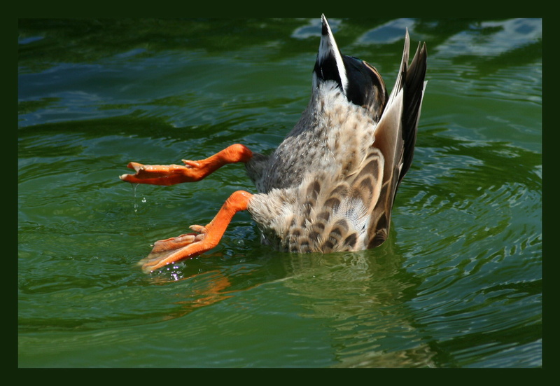 no people, lake, vertebrate, one animal, wild fowl, waterfront, outdoors, water fowl, animal themes, animal wildlife, animals in the wild, swimming, animal