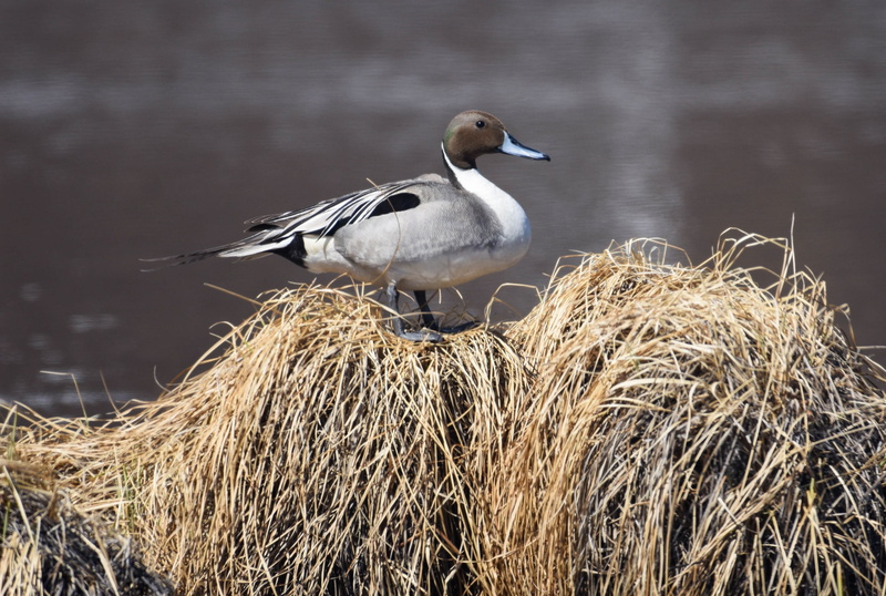 nest, bird, close-up, perching, 2K, side view, animals in the wild, wings, waterbird, waterfowl, plumage, looking, hay, wetland, fowl, pintail duck, animal themes