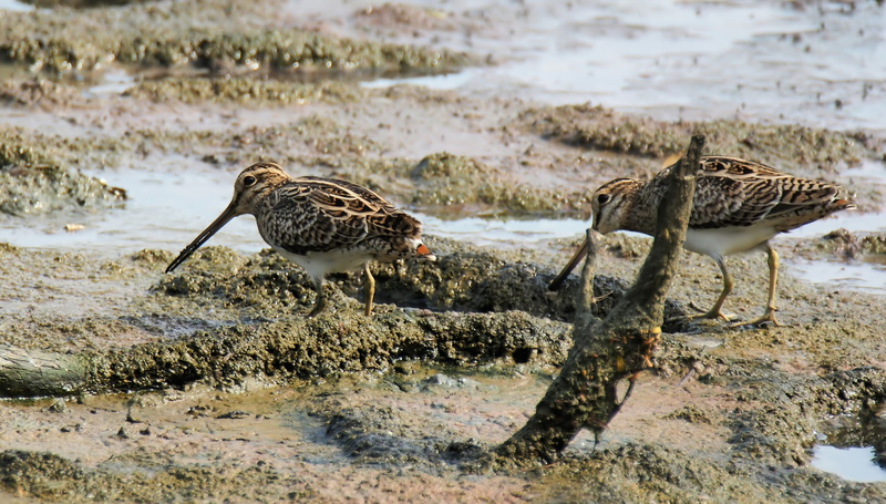 day, shorebird, rock, lakeshore, lake, focus on foreground, wild, animal, pintail, nature, bird, rock - object, wildlife, two animals, snipe, migratory