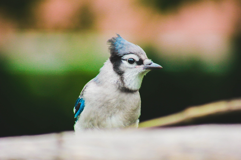 portrait, bird, photography, focus, looking, feather, focus on foreground, animals in the wild, jay, nature, mammal, blue jay, one animal, face, animal wildlife