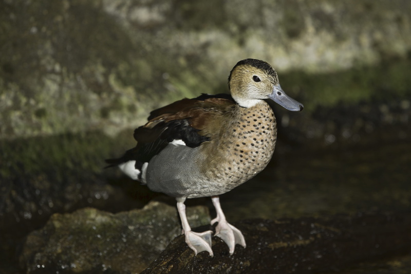 summer duck, day, wild, 4K, animal themes, nature, duck, close-up, selective focus, perching, wildlife, focus on foreground, beach, bahama pintail, bird