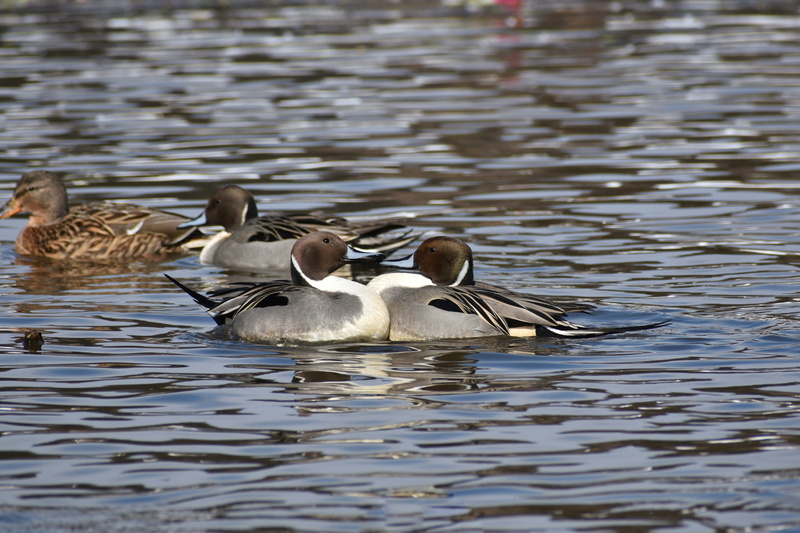 medium group of animals, nature, young animal, gosling, couple, lovey, animal wildlife, lake, landscape, animals in the wild, water bird, 5K, beauty in nature