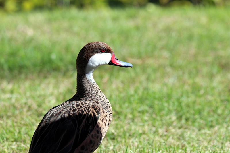 poultry, animals in the wild, animal themes, outdoors, grass, feathered race, field, anas bahamensis, pintail, dominican republic, living nature, land