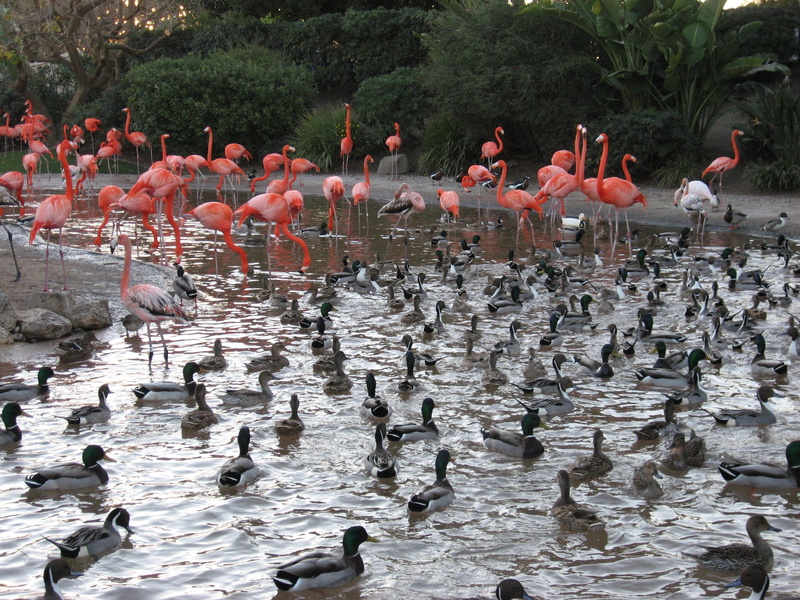 animals in the wild, Pond, flamingos, animal neck, water, nature, large group of animals, swimming, flock, vertebrate, outdoors, pintail, lake, Ducks, colony
