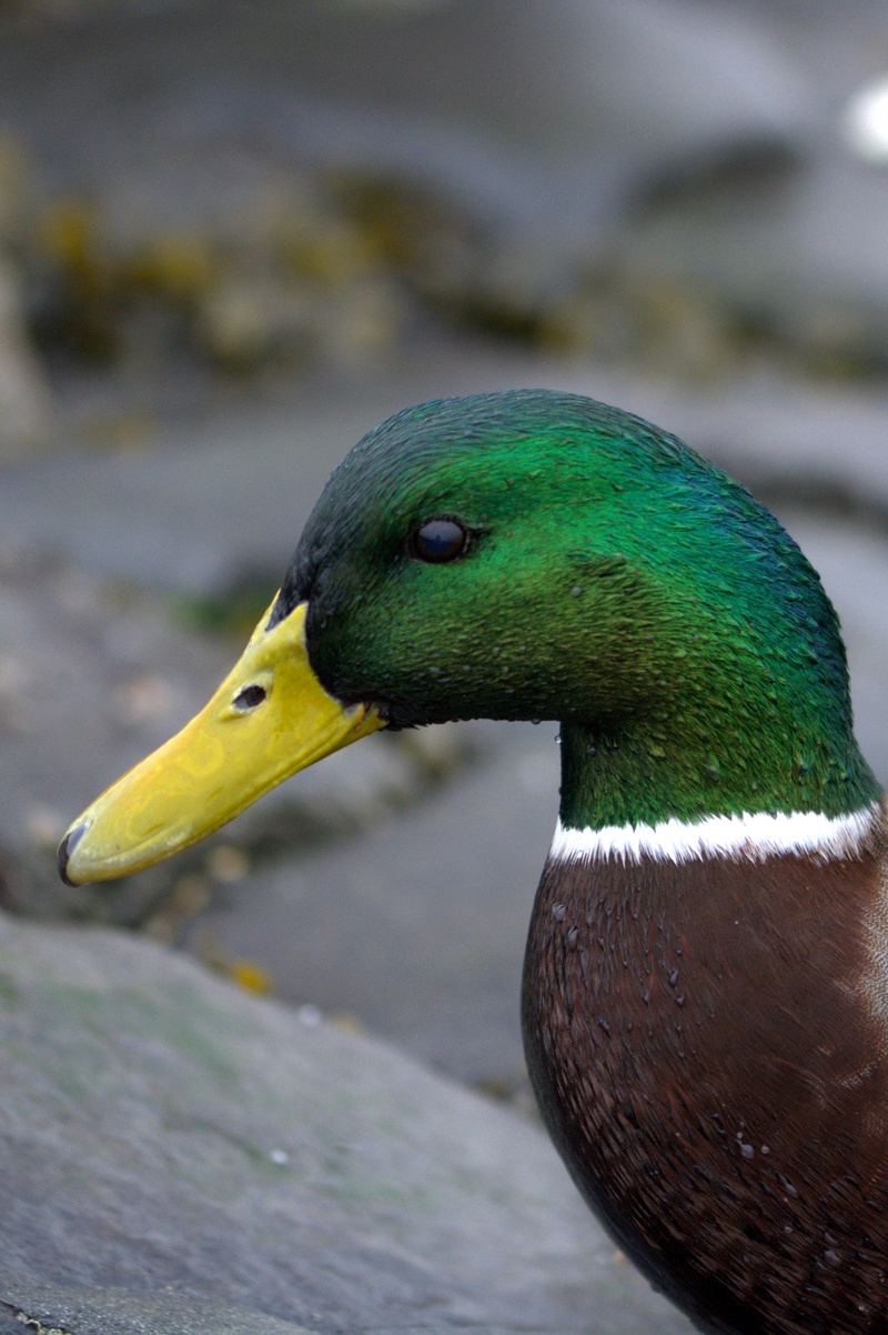 bird, drake, portrait, one animal, focus on foreground, water, animal, plumage, outdoors, animal body part, ducks, 2K, vertebrate, day, mallard duck, duck