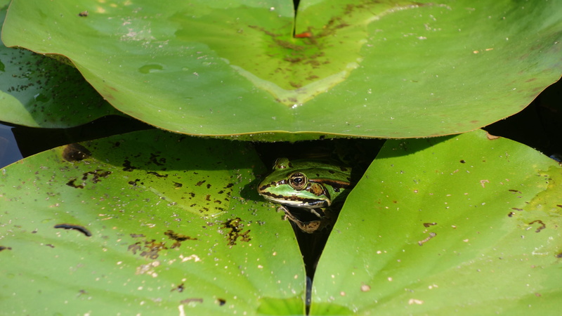 leaf, animals in the wild, plant part, high angle view, day, animal, pond, frog, floating on water, animal wildlife, plant, water lily, growth, no people