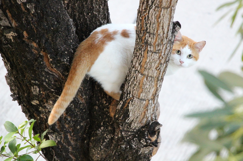 nature, feline, animal themes, rodent, pets, bark, cat, tree, trunk, one animal, pet, whisker, no people, mammal, outdoors, domestic cat, plant, peekaboo