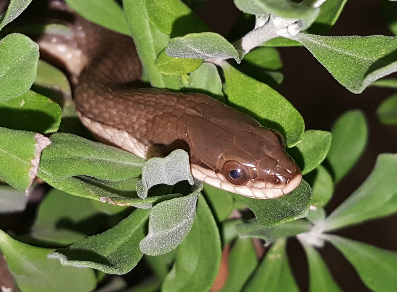 leaves, 2K, close up, slither, no people, hiding, poisonous, Reptile, colubridae, shrub, non-venomous, regina grahamii, snake, animal themes, scales, nature