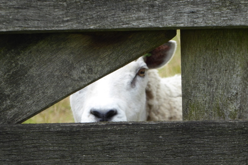 farm, fence, outdoors, Pasture, barrier, wood - material, animal pen, animal, day, pets, livestock, Sheep, vertebrate, herbivorous, Peekaboo, rural Scene