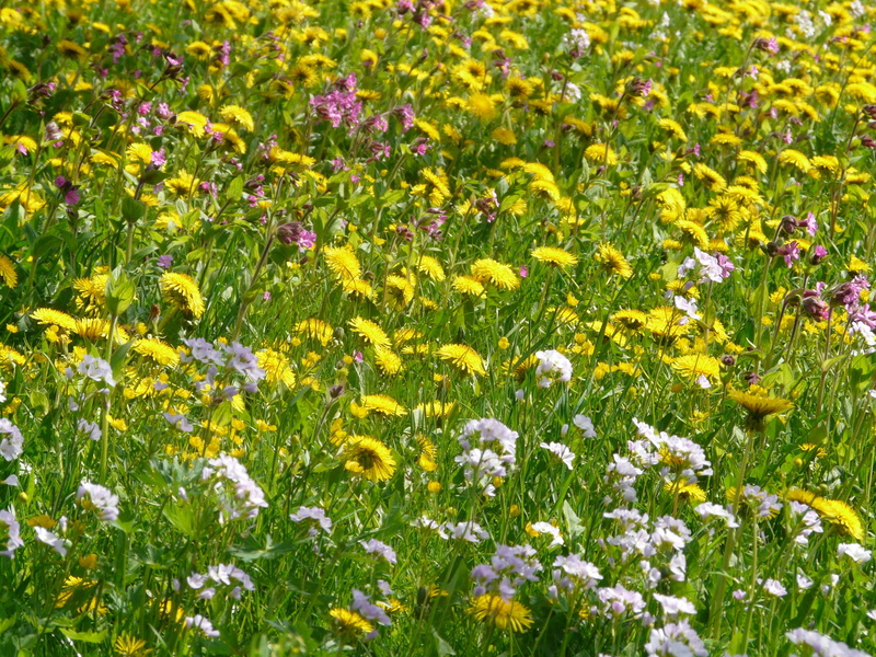 light carnation, springtime, 2K, sunlight, outdoors, flowerbed, plant, wild flowers, petal, green color, land, inflorescence, yellow, flower, spring meadow