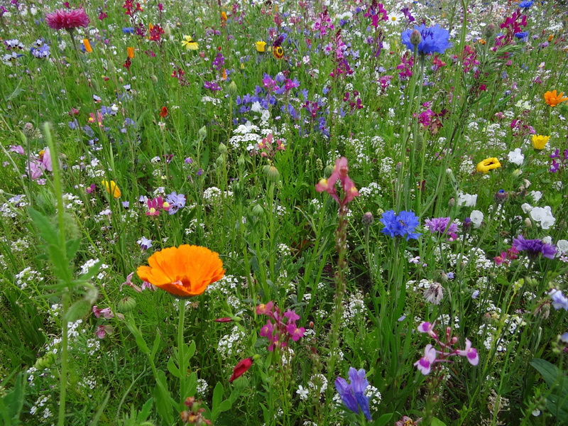 plant, beauty in nature, flowers, no people, inflorescence, meadow, outdoors, freshness, land, summer, day, blossom, growth, flower meadow, orange color