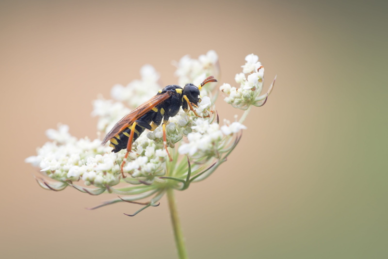 plant, pollination, nature, animal wildlife, macro, smock, grasses, beauty in nature, vulnerability, springtime, animal wing, colored background, invertebrate