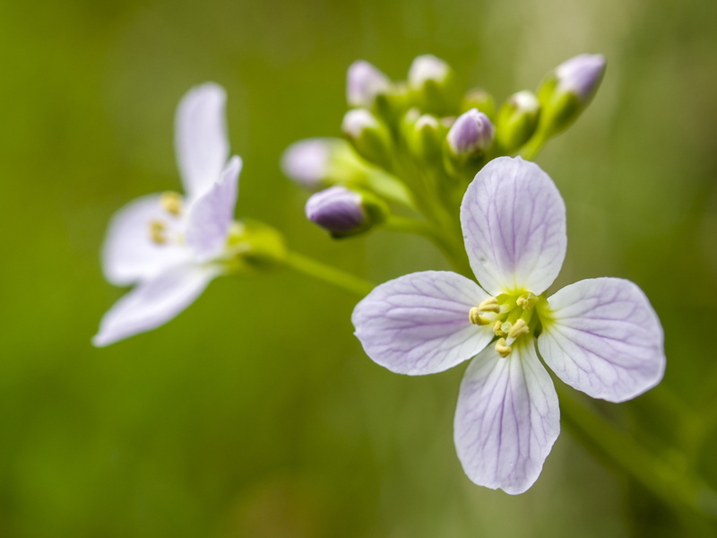 petal, outdoors, purple, day, vulnerability, freshness, flowering plant, flower head, 5K, inflorescence, close-up, blossom, fragility, bud, selective focus