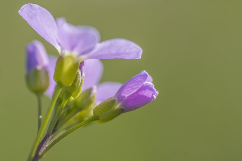 beauty in nature, inflorescence, no people, springtime, flower, green color, purity, growth, macro, purple, petal, smock, wild flowers, selective focus