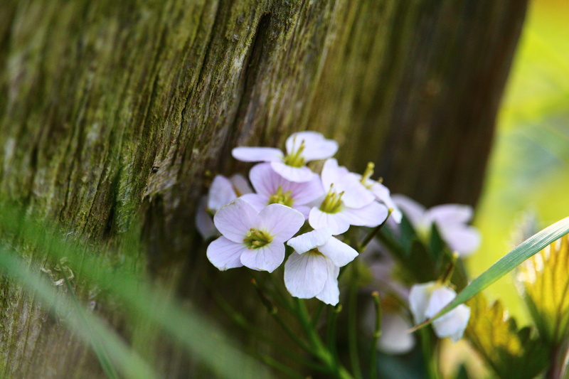 meadow, wood fence, fragility, beauty in nature, flower head, outdoors, summer, purple, flowering plant, garden, tree trunk, close-up, 5K, flower, wood - material