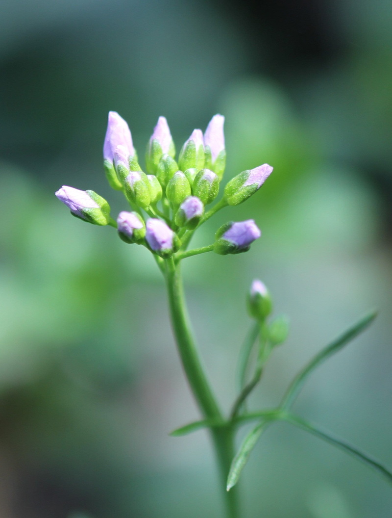 focus on foreground, flower head, pink color, flower, petal, close-up, freshness, fragility, violet, growth, 1080P, smock, beauty in nature, inflorescence