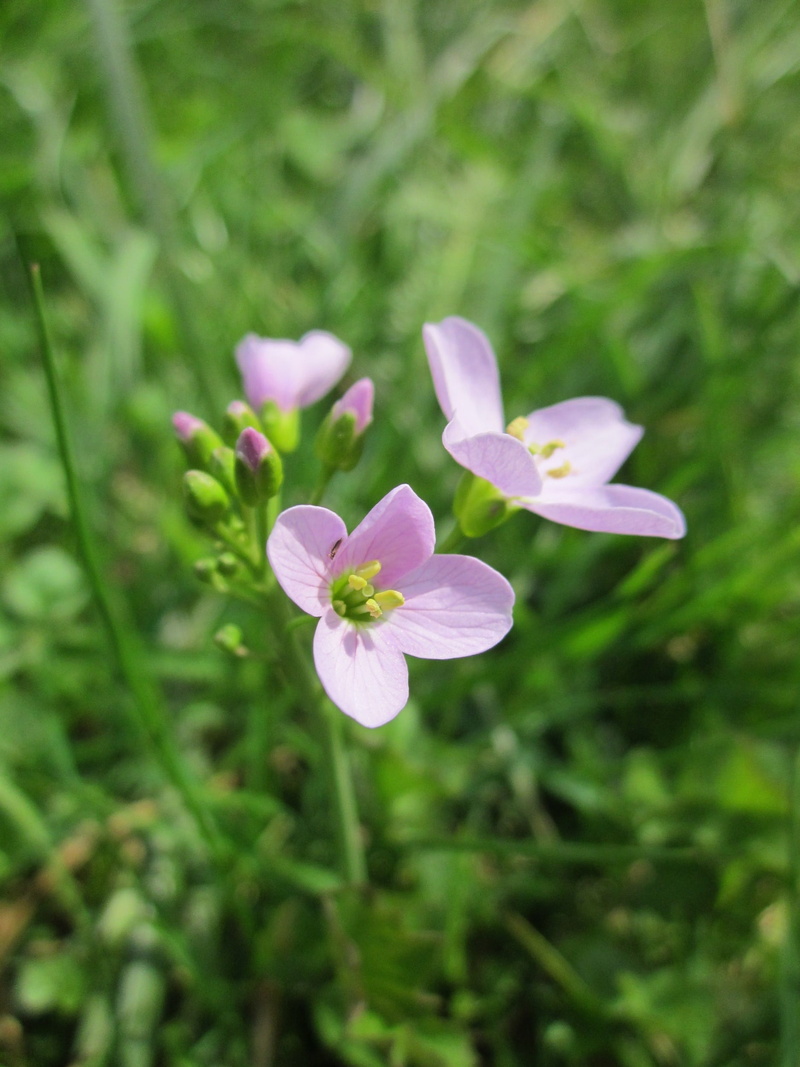 1080P, pollen, meadow, Cuckooflower, close-up, day, species, pratensis, blossom, selective focus, fragility, focus on foreground, nature, inflorescence