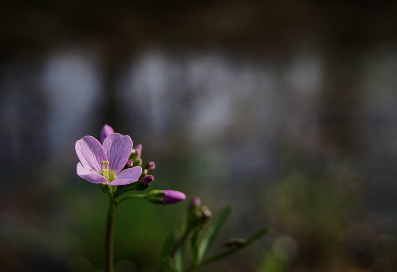 petal, day, no people, outdoors, pink color, purple, flora, Spring, springtime, inflorescence, wild plant, focus on foreground, fragility, plant stem, growth