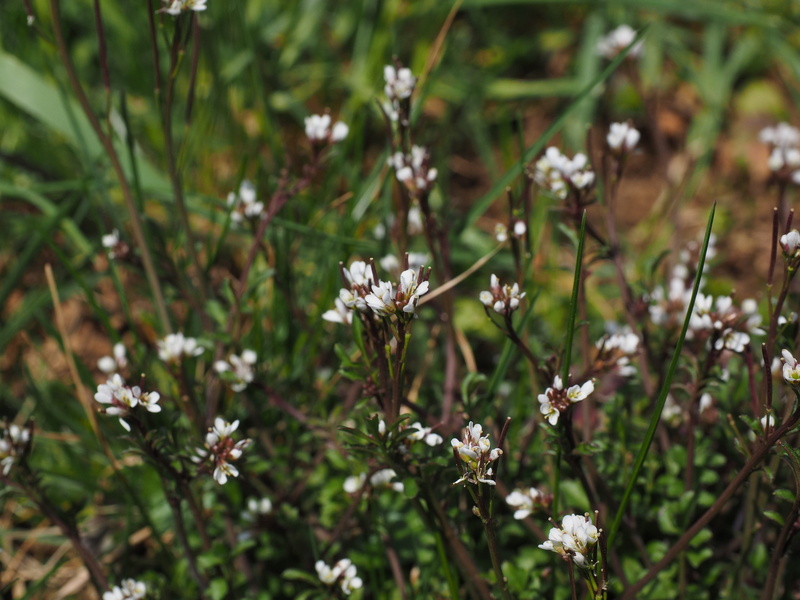 flower, small, four-man-corymbosa, outdoors, vulnerability, focus on foreground, oblong, stalk, growth, white, ruderal corymbosa, nature, no people, white color