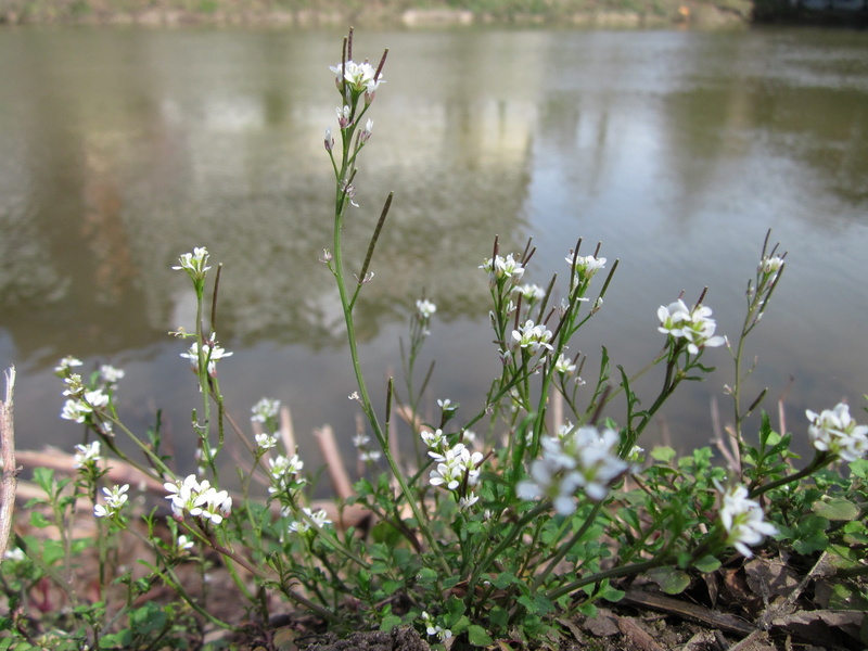 no people, beauty in nature, water, hirsuta, freshness, spring, green color, species, outdoors, close-up, flora, lake, hairy, flowering plant, Hairy Bittercress